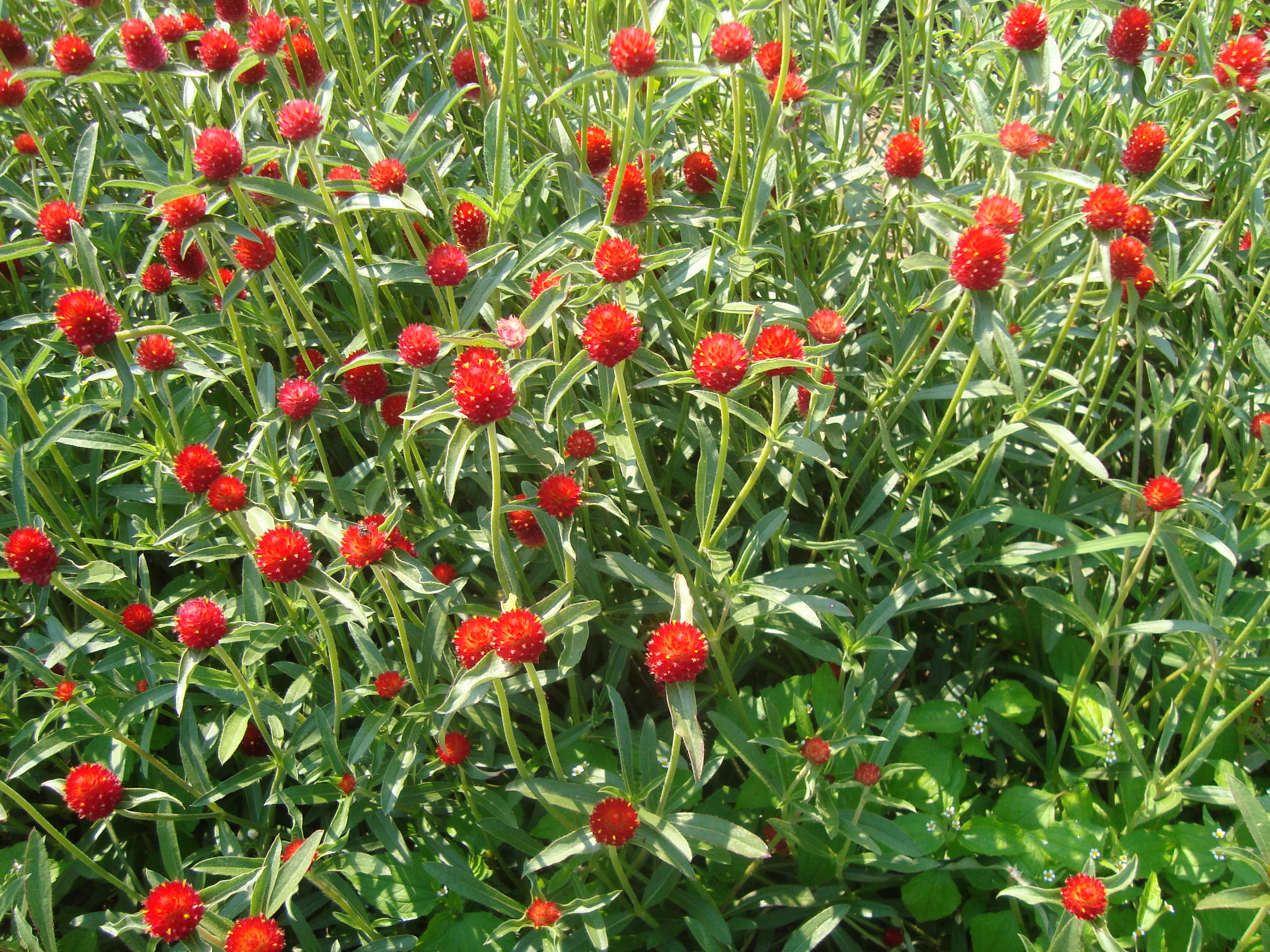 RED GOMPHRENA