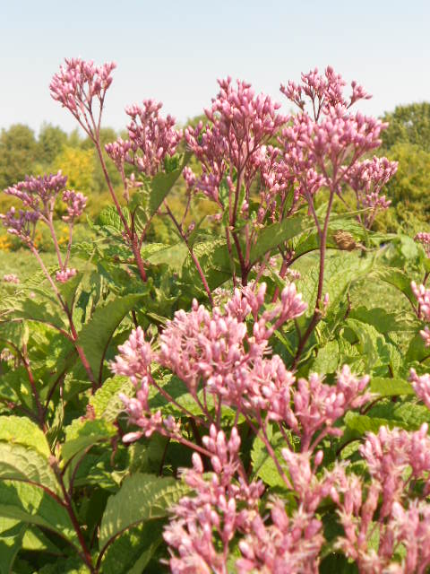JOE PYE WEED