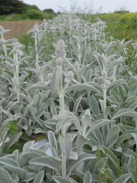 STACHYS LAMBS EAR