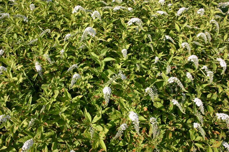 Lysimachia Gooseneck Loosestrife - Available 2017