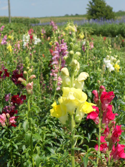 SNAPDRAGON
