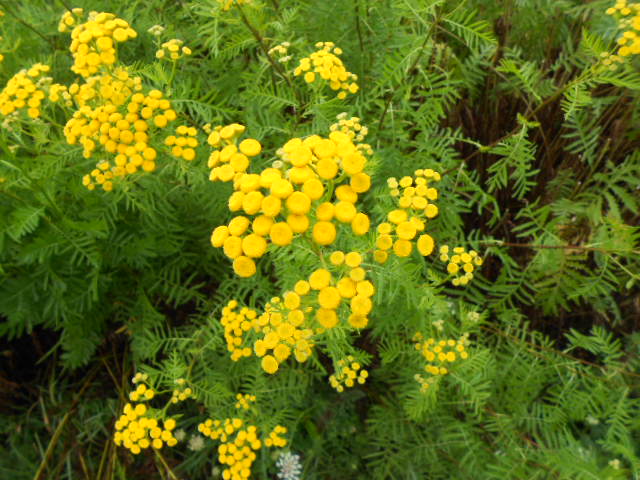 TANSY