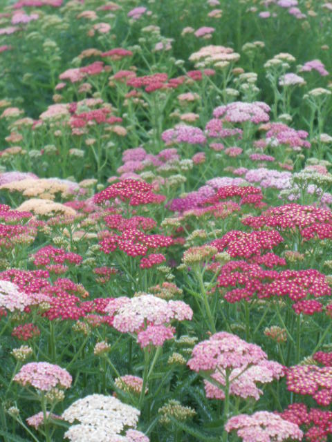 COTTAGE YARROW