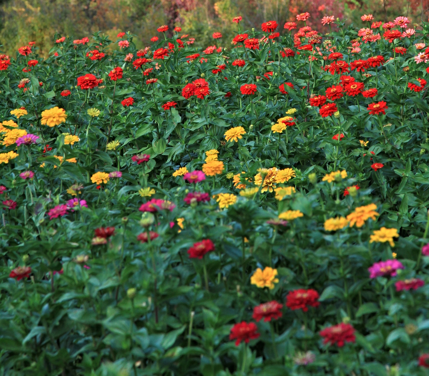 ZINNIA