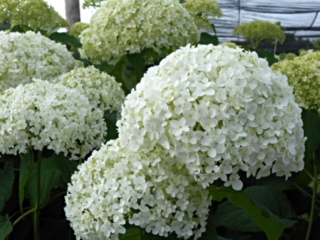 ANNABELLE HYDRANGEA