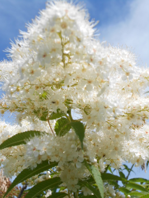 SORBARIA