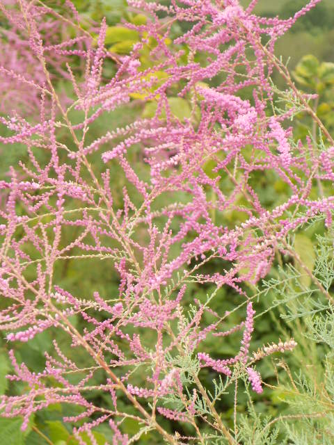 TAMARISK