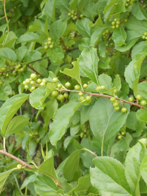 BITTERSWEET GREEN BERRIES