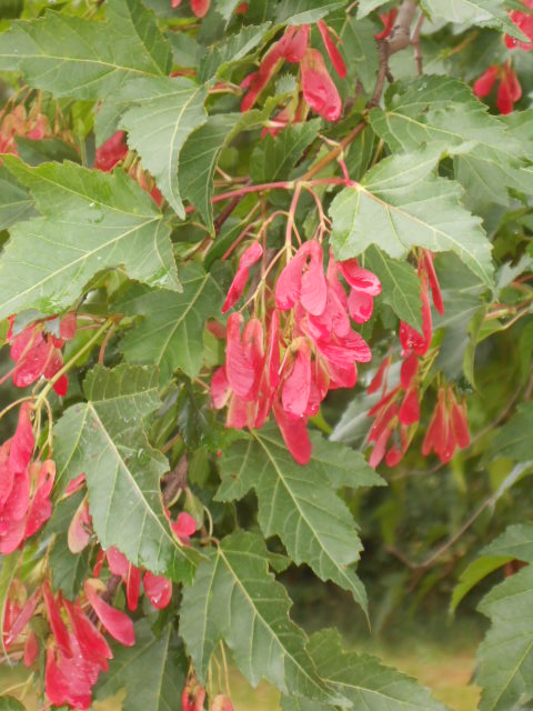 MAPLE SAMARA