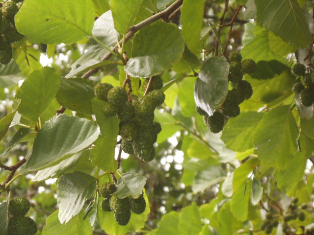 ALDERS