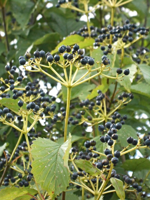 BLUE VIBURNUM