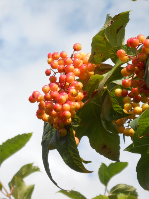PEACH VIBURNUM