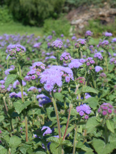 BLUE AGERATUM