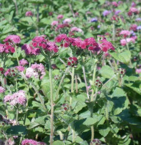 WINE AGERATUM