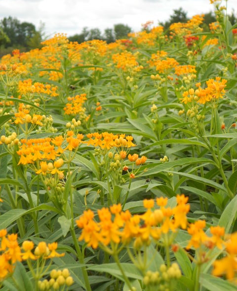 YELLOW ASCLEPIUS