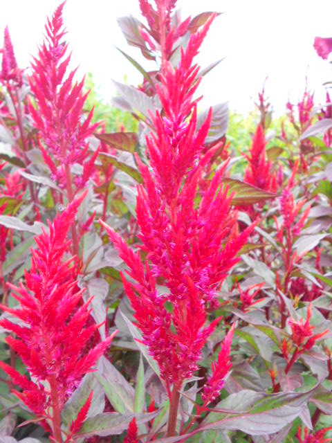 FOREST FIRE CELOSIA