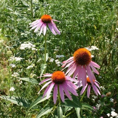 PURPLE CONEFLOWER