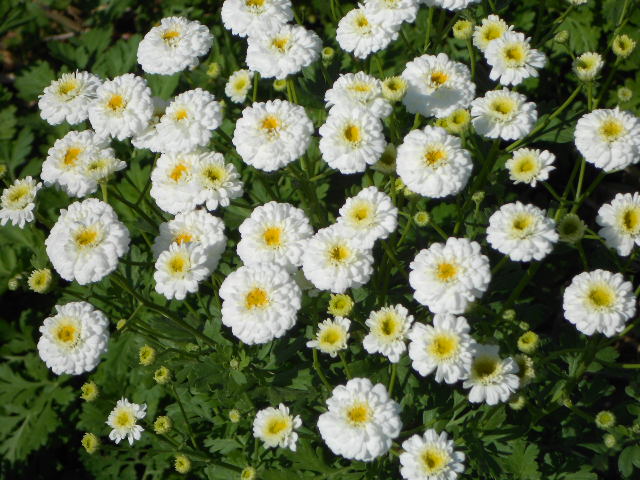 DOUBLE FEVERFEW