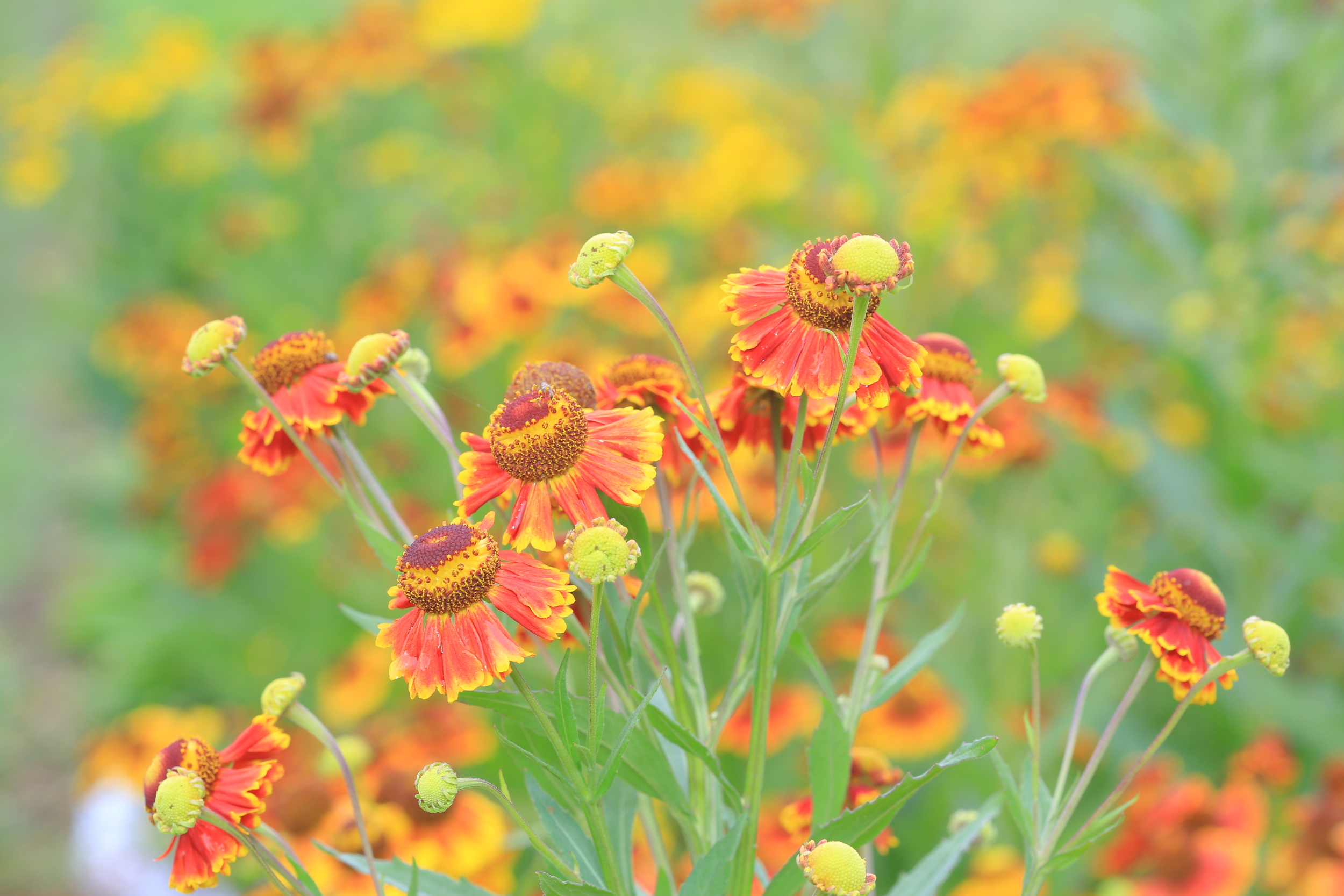 HELENIUM