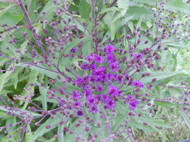 EARLY IRON WEED
