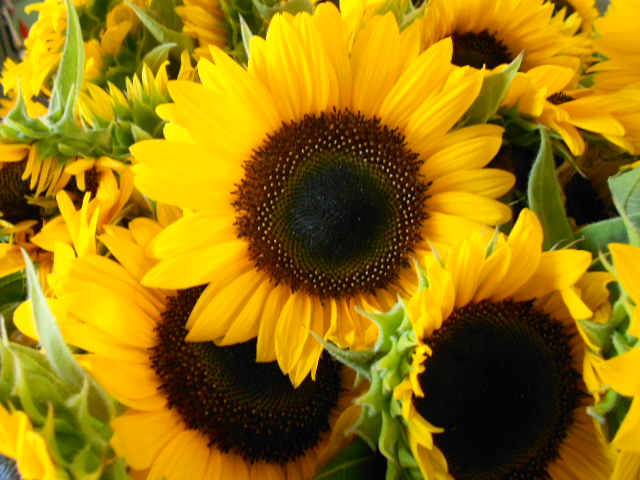 SUNBRIGHT SUNFLOWER