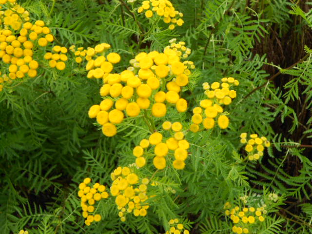 TANSY