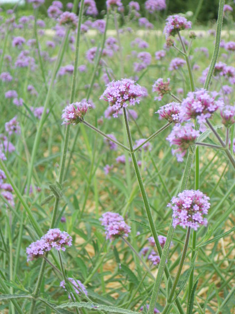 VERBENA BONARIANSIS