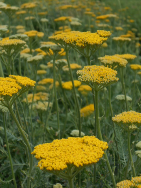 YELLOW PLATTER YARROW