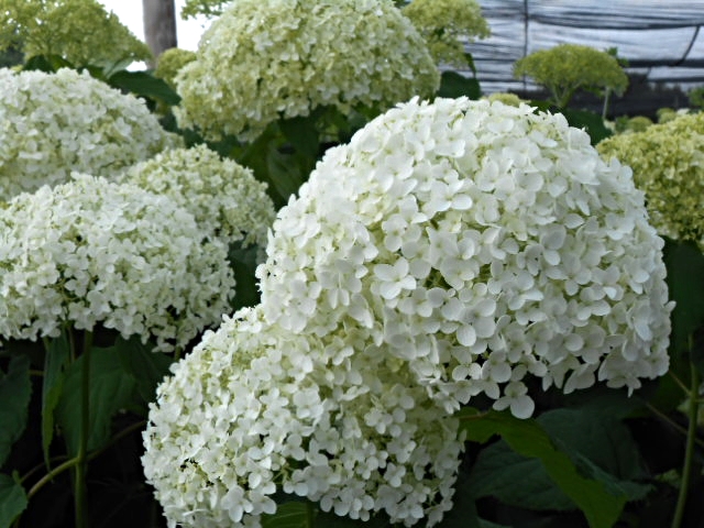 ANNABELLE HYDRANGEA