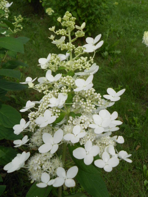 TARTIVA HYDRANGEA