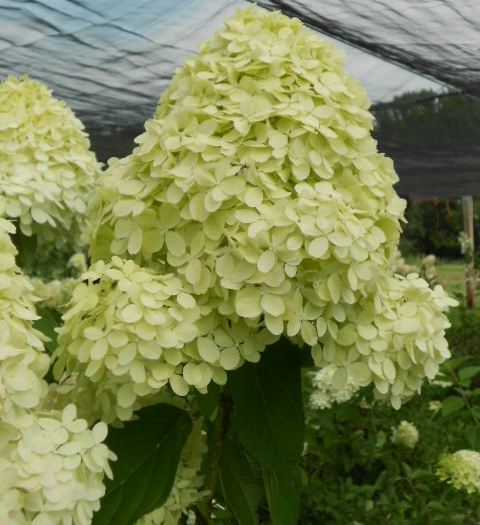 LIMELIGHT HYDRANGEA