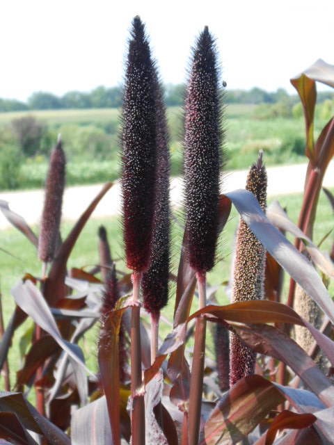 PURPLE TAPESTRY MILLET