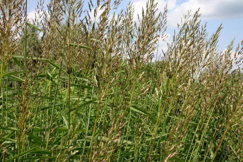 INDIAN SORGHUM GRASS