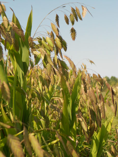 SEA OATS