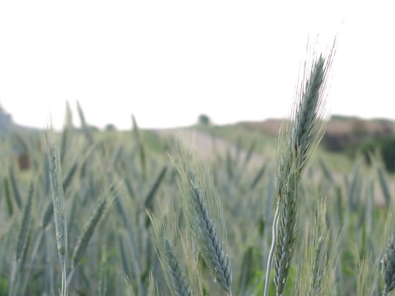 LIGHT GREEN WHEAT