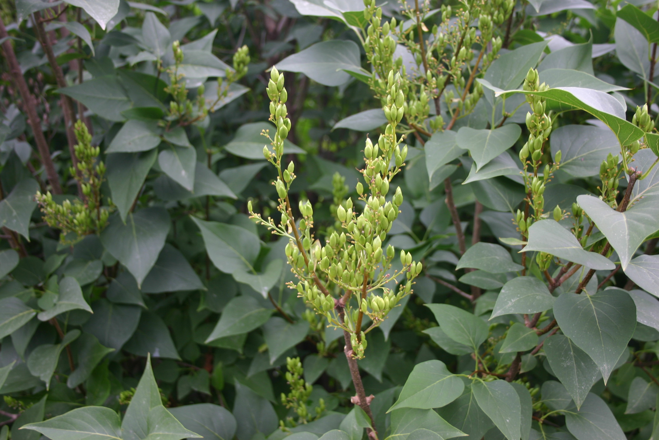 LILAC PODS