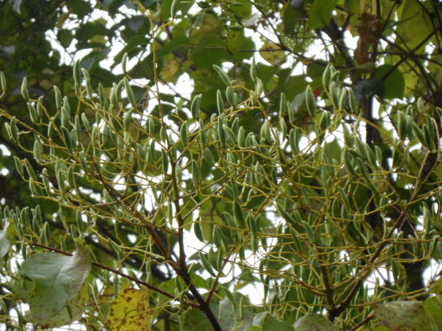 JAPANESE TREE LILAC PODS