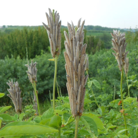 THERMOPSIS PODS