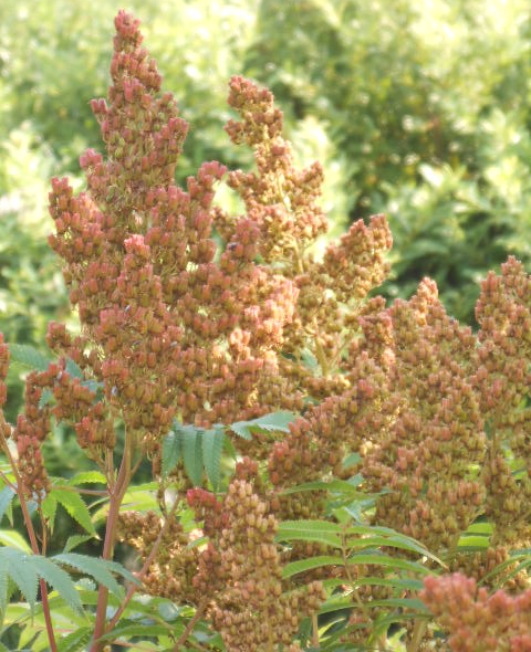 SORBARIA PODS