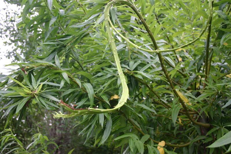 FRESH FANTAIL WILLOW
