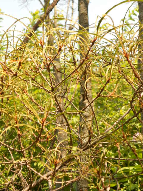 FERN LEAF BUCKTHORN