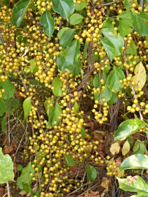 BITTERSWEET BERRIES