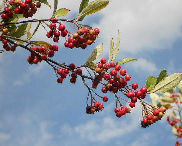 RED ARONIA BERRIES