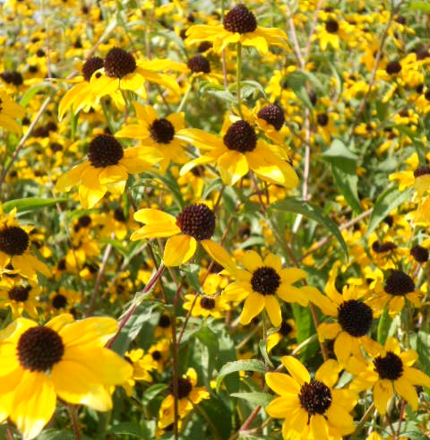 RUBECKIA SPRAY BLACK EYED SUSAN