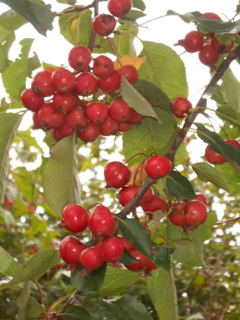 Red Crab Apple