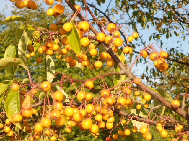Yellow Crab Apple