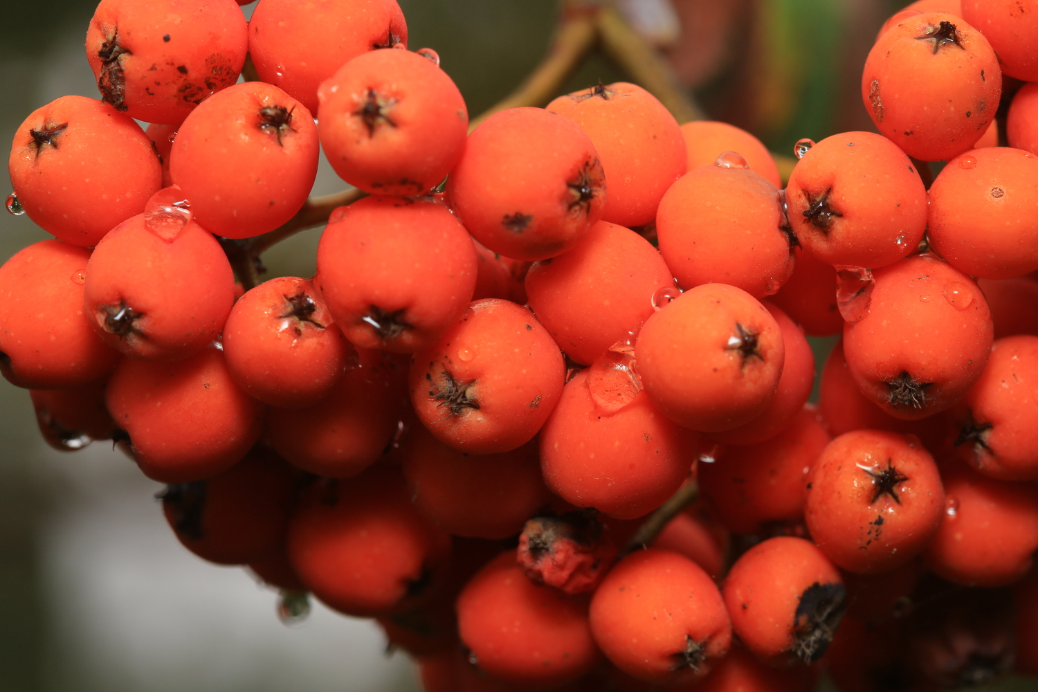 Mountain Ash