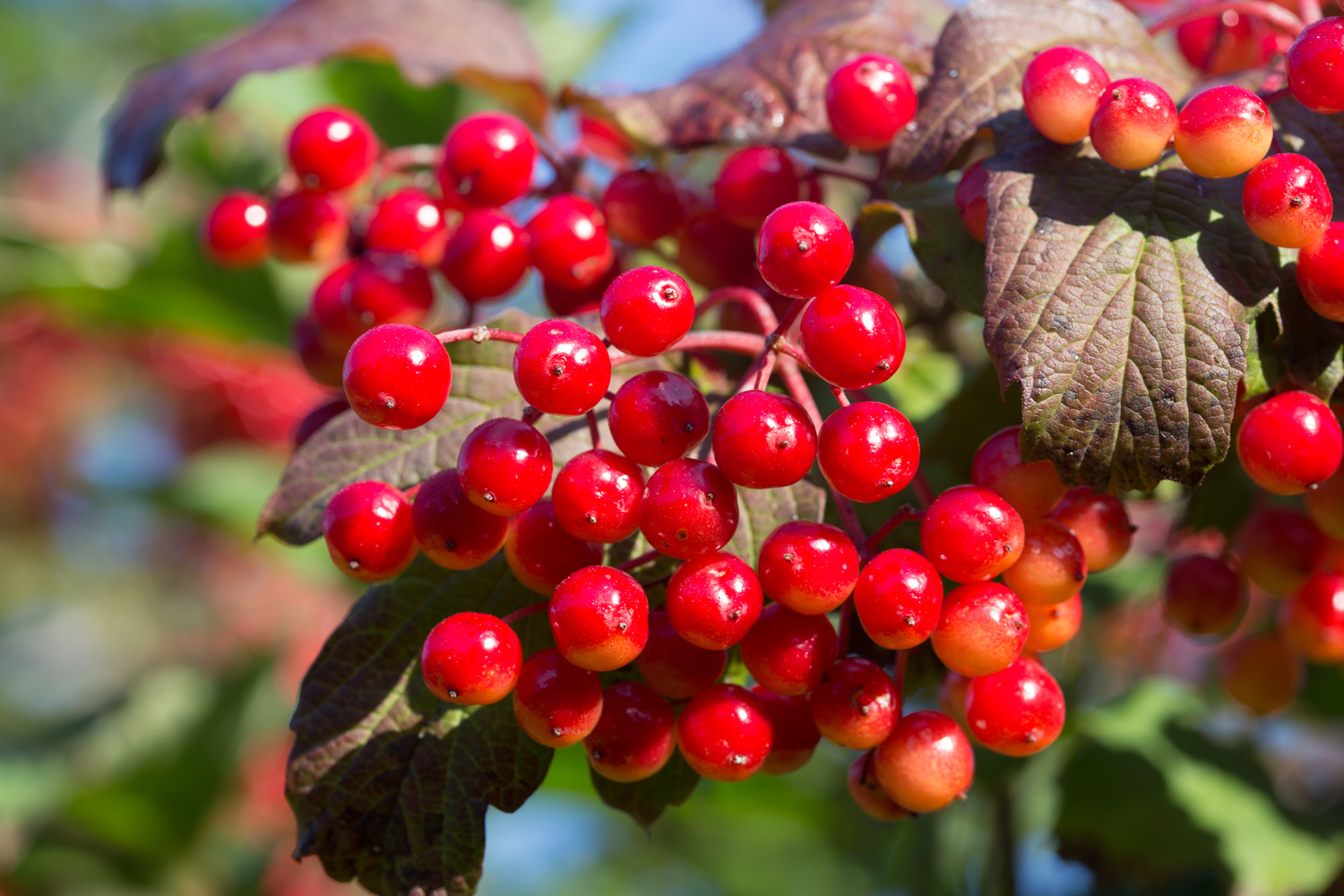 Red Viburnum