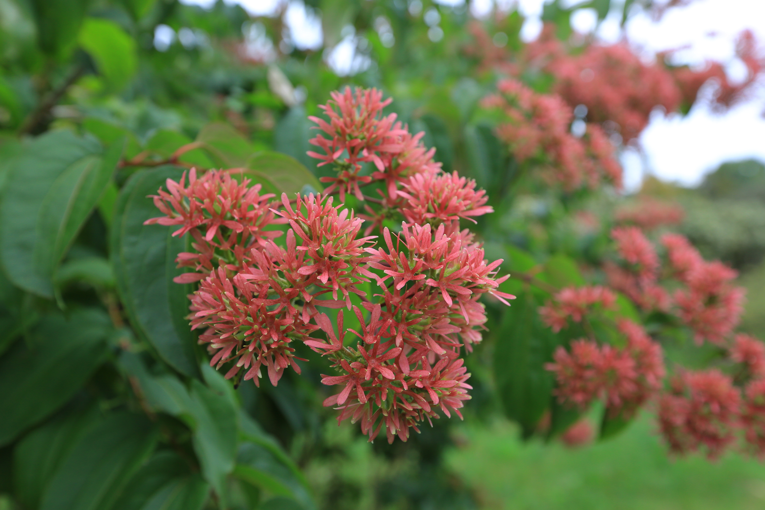 Heptacodium Seven Brothers