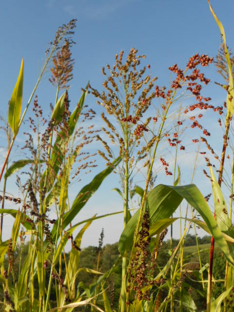 MIXED SORGHUM